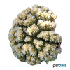Pocillopora elegans Cauliflower Coral (SPS)
