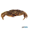 Pilumnus hirtellus Bristly Crab