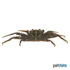 Percnon planissimum Flat Rock Crab
