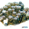 Pavona clavus Star Column Coral (LPS)