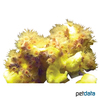 Parazoanthus axinellae Yellow Encrusting Anemone