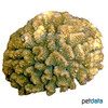 Pocillopora grandis 'Brown' Antler Coral (SPS)