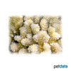 Pocillopora grandis Antler Coral (SPS)