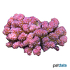 Pocillopora elegans 'Red' Cauliflower Coral (SPS)