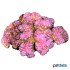 Pocillopora elegans 'Pink' Cauliflower Coral (SPS)
