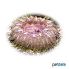 Phymanthus pulcher Sand Flower Anemone