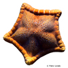 Peltaster placenta Sea Star