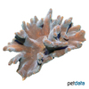 Pectinia alcicornis Antler Coral (LPS)