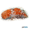 Arctides guineensis Small Spanish Lobster