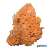 Acanthella acuta Orange Prickly Sponge