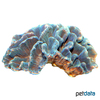 Pectinia lactuca Common Lettuce Coral (LPS)