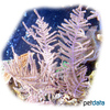 Antillogorgia bipinnata Bipinnates Sea Plume