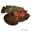 Synanceia verrucosa Reef Stonefish