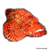 Scorpaenopsis barbata Bearded Scorpionfish
