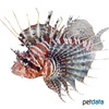 Pterois mombasae Frillfin Turkeyfish