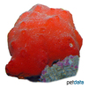 Diplastrella megastellata Red Encrusting Caribbean Sponge