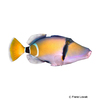 Rhinecanthus cinereus Mauritius Triggerfish