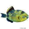 Pseudobalistes fuscus Blueline Triggerfish