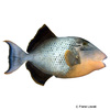 Pseudobalistes flavimarginatus Yellowmargin Triggerfish