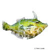 Cantherhines fronticinctus Spectacled Filefish