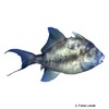 Balistes polylepis Finescale Triggerfish