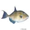 Balistes capriscus Grey Triggerfish