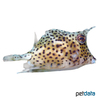 Acanthostracion quadricornis Scrawled Cowfish