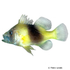 Diploprion bifasciatum Barred Soapfish