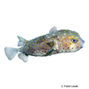 Cyclichthys spilostylus Spotbase Burrfish
