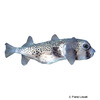 Chilomycterus reticulatus Spotfin Burrfish