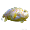 Antennarius sp. Yellow Frogfish