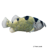 Pogonoperca punctata Leaflip Soapfish
