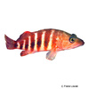 Hypoplectrodes huntii Redbanded Perch