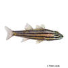 Cheilodipterus quinquelineatus Five-lined Cardinalfish