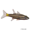 Cheilodipterus isostigmus Dog-toothed Cardinalfish