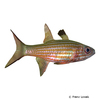 Cheilodipterus alleni Allen's Cardinalfish