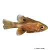 Apogon sp. Cardinalfish