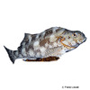 Aplodactylus etheridgii Notchheaded Marblefish