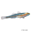 Bryaninops yongei Whip Coral Goby