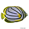 Chaetodon meyeri Scrawled Butterflyfish