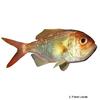 Centroberyx affinis Redfish
