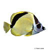 Johnrandallia nigrirostris Barberfish