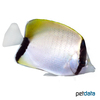 Chaetodon sedentarius Atlantic Butterflyfish