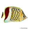 Chaetodon paucifasciatus Eritrean Butterflyfish