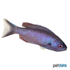 Clepticus parrae Creole Wrasse