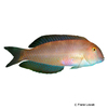 Xyrichtys novacula Pearly Razorfish