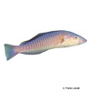 Hologymnosus doliatus Pastel Ring Wrasse