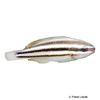 Scarus taeniopterus Princess Parrotfish