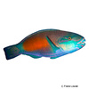 Scarus rubroviolaceus Ember Parrotfish