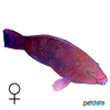 Scarus niger Dusky Parrotfish ♀